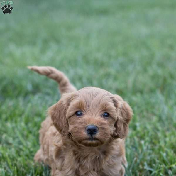Penny, Mini Goldendoodle Puppy